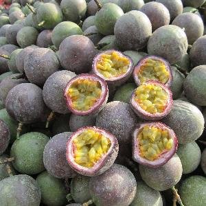 Passion Fruit